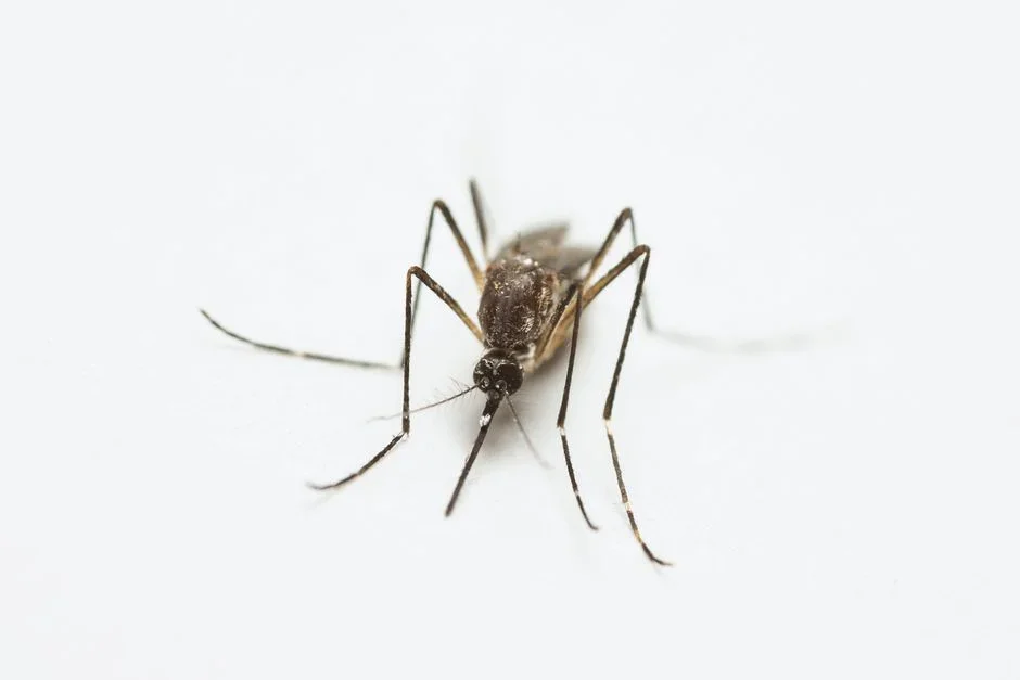 WHAT: This level is for the adult mosquitoes still drifting into your seat — and for being honest about the home-mixed sprays all over the internet.