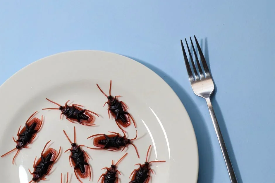 Homemade roach bait made of borax powder mixed with sugar in a shallow jar lid placed behind a kitchen appliance