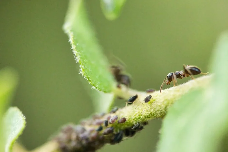 Spraying the bait ants. The most common self-sabotage there is. Killing the visible foragers stops them from carrying bait home to the colony. Let the