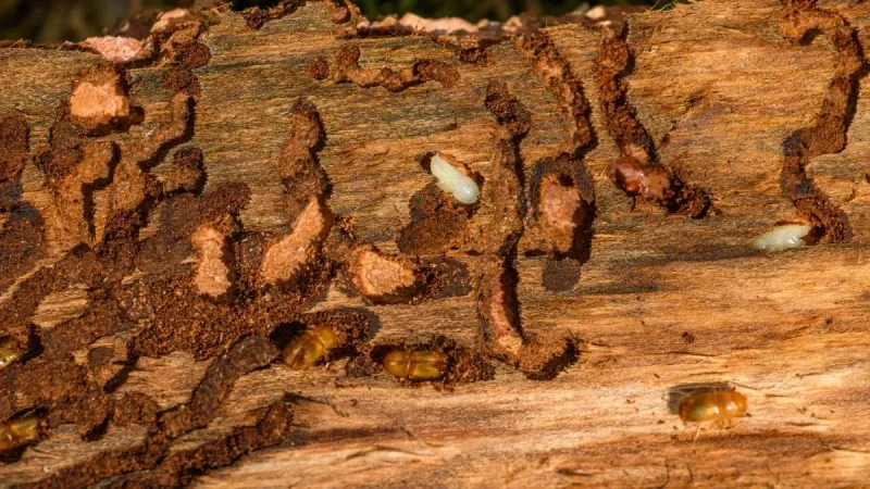 DIY Pest Control: Your Complete Guide
