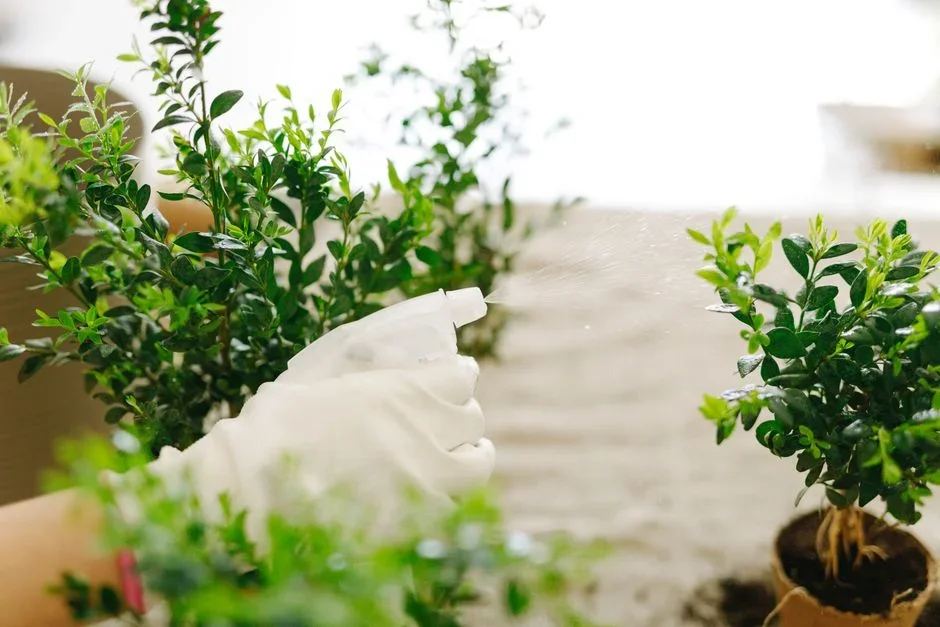 Gardener sprinkling white Epsom salt crystals from a spoon around the base of a tomato plant in a backyard vegetable garden