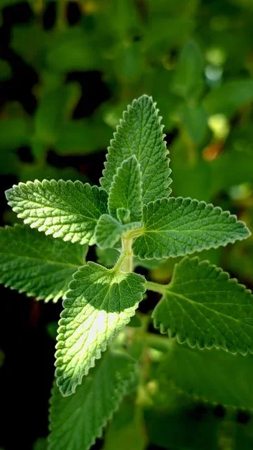 Mice. Peppermint oil doesn't remove the food, nesting sites, or entry points that pull mice in, and it must be reapplied frequently in high concentrat