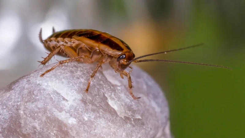 German vs. American Cockroaches: How to Tell Which One You Have