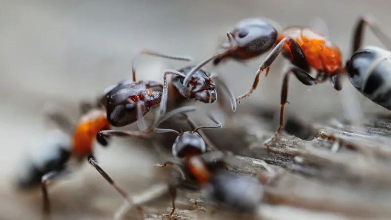 How to Get Rid of Ants in the Kitchen, Step by Step