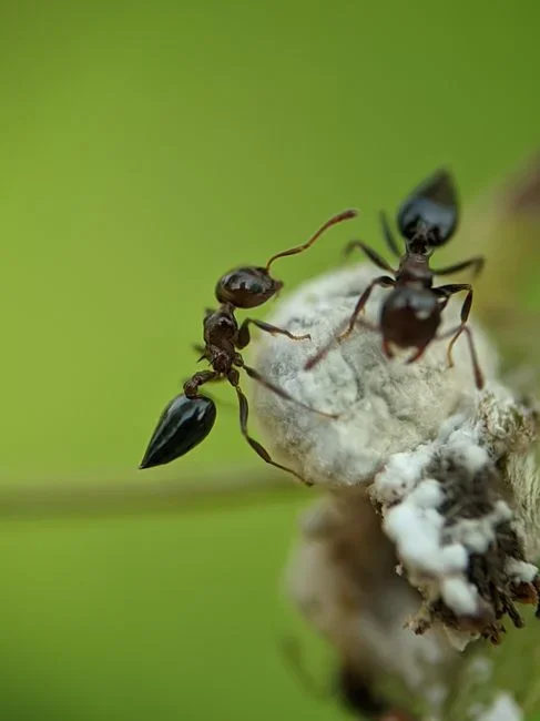 Chasing the ants you see — you kill messengers while the queen keeps laying, and spray residue near the bait can repel ants from it. Mixing the bait t