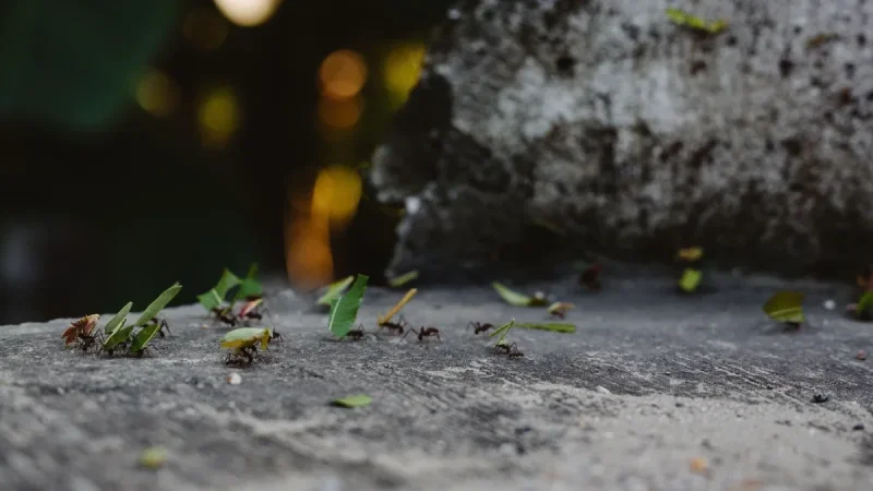 How to Get Rid of Ants Naturally: A Sourced, Do-It-Yourself Battle Plan