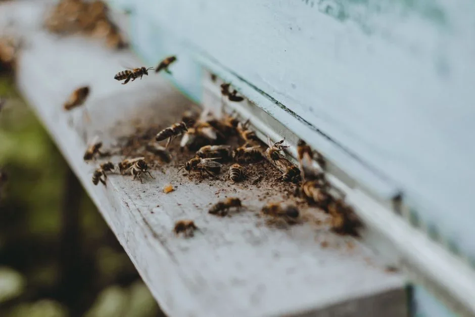 WHY the "neem kills bees" scare is overblown: The National Pesticide Information Center at Oregon State states neem oil is "practically non-toxic to b