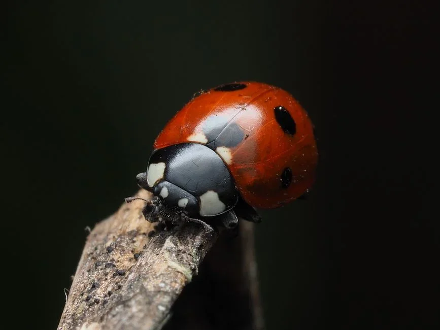Buying lady beetles and expecting them to stay &mdash; most leave within a day. Spraying near the aphids, not on them; soap has no residual and kills 