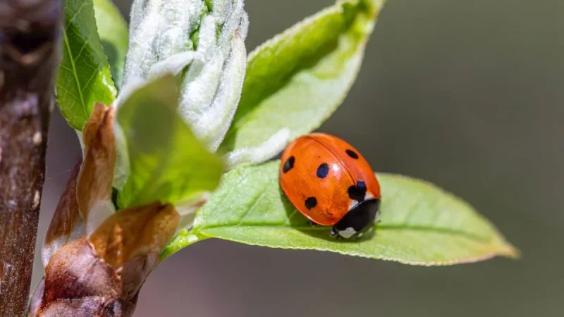 How to Get Rid of Aphids Naturally (Without Wasting Money on Ladybugs)