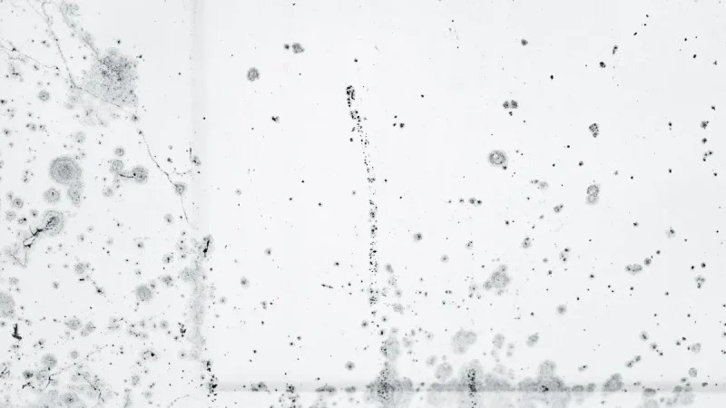 How to Get Rid of Black Mold (and Actually Keep It Gone)