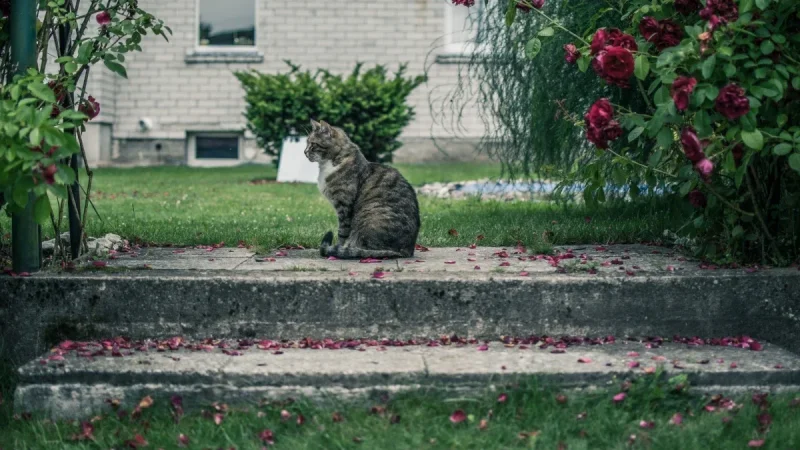 How to Get Rid of Fleas in Your Yard, Naturally (Without Poisoning Your Cat)