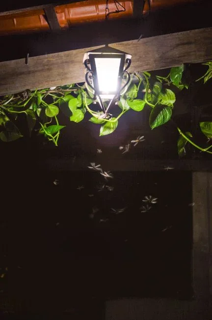 An electric bug zapper mounted on a wall directly above a kitchen counter where food is being prepared, shown as an example of what not to do