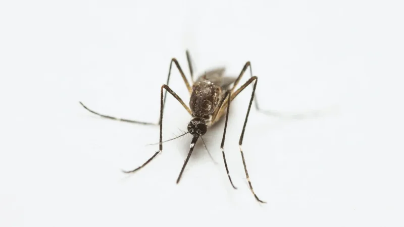 How to Get Rid of Mosquitoes Indoors, Fast
