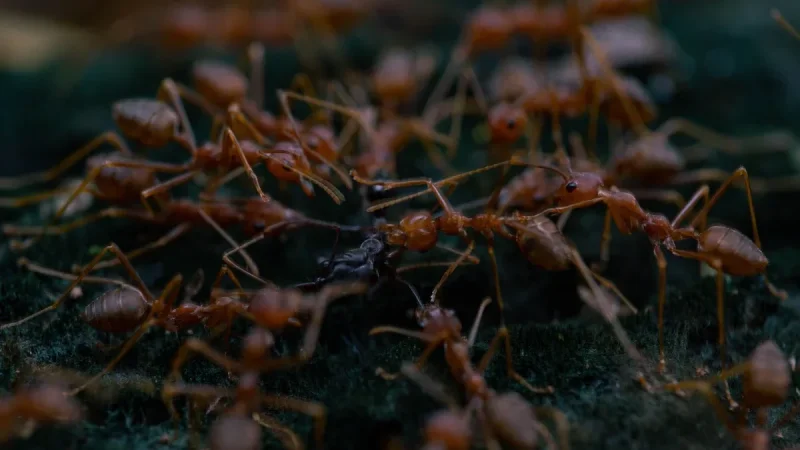 How to Get Rid of Roaches (and Ants) With Boric Acid — the Right Way