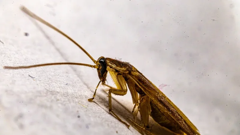 How to Get Rid of Roaches in an Apartment (When It Is the Building, Not You)