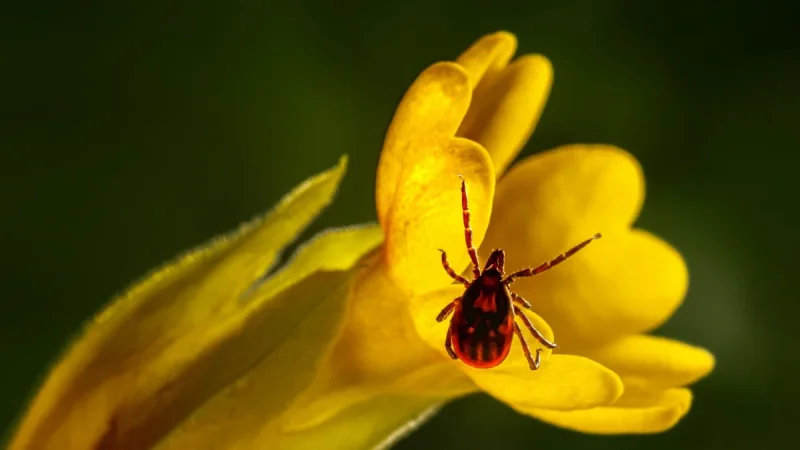 How to Identify a Tick (and Tell It From a Harmless Bug)