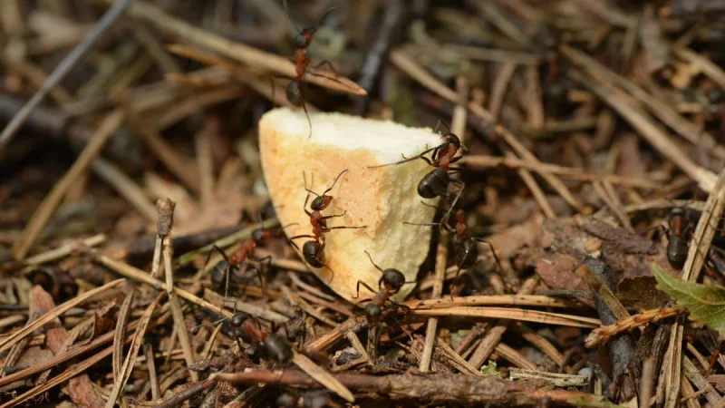 How to Identify House Ants: Sugar Ants, Pavement Ants, and Carpenter Ants