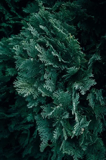 Leading with the viral cedar-oil or hydrogen-peroxide spray — they fade or break down in minutes and never reach the leaf litter. Mowing the open lawn