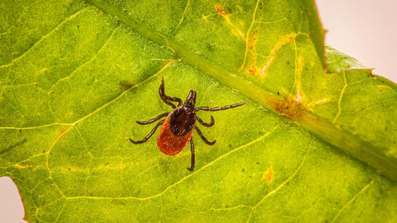 How to Kill and Prevent Ticks in Your Yard, Cheaply