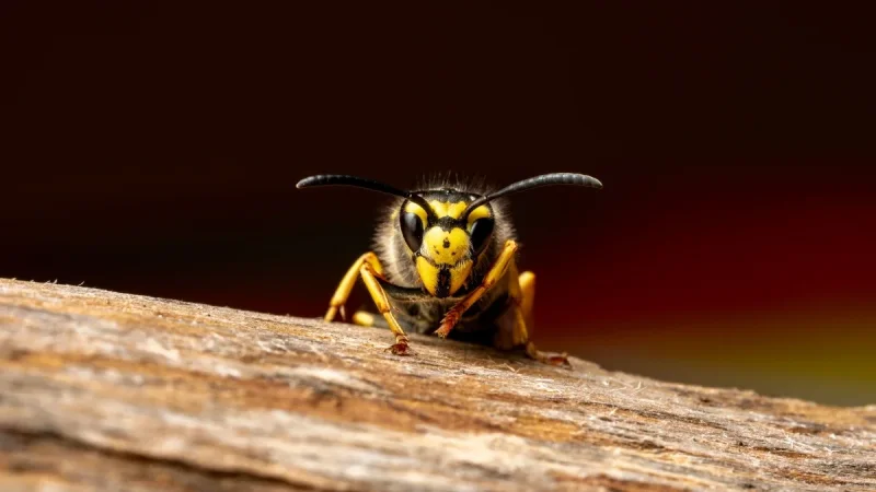 How to Stop Wasps From Nesting on Your House
