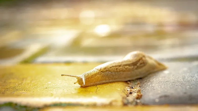 Is Slug Bait Safe for Dogs? The One Ingredient That Can Kill in Hours