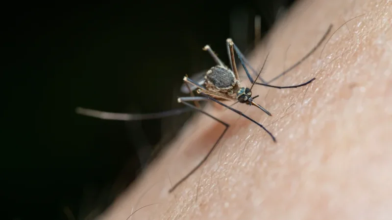 Mosquito Repellents That Actually Work: DEET, Picaridin, and the Plant Myths