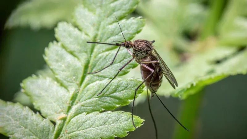 Natural Pest Repellents That Actually Work (and the Myths That Don't)
