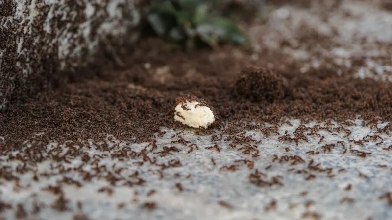 Outdoor Ant Hills: How to Treat the Nest, Not Just the Trail