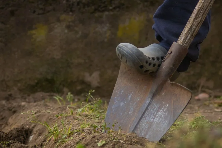 Gardener digging a deep trench around a small tree stump with a mattock, exposing lateral roots to cut