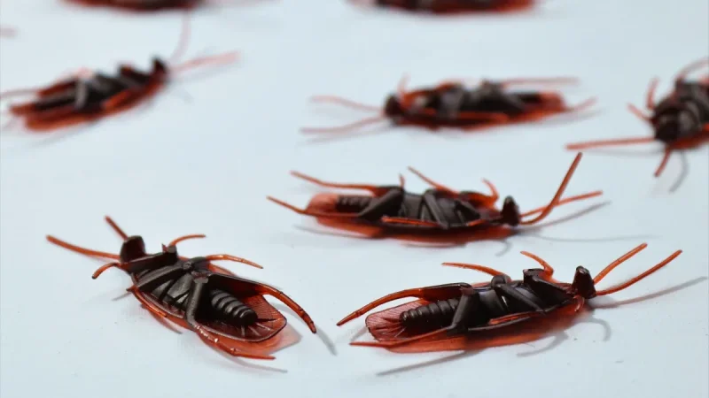 Roach Prevention: The Hiding Spots and Entry Points to Seal First