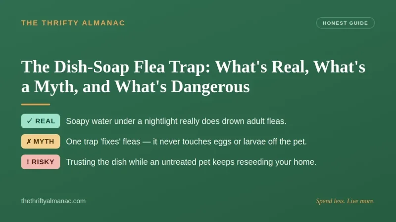 The Dish-Soap Flea Trap: What's Real, What's a Myth, and What's Dangerous