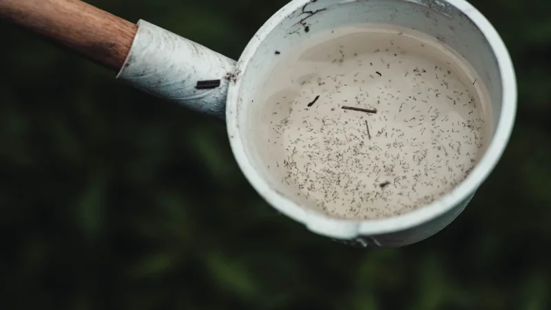 The Hidden Standing-Water Spots Breeding Mosquitoes in Your Yard
