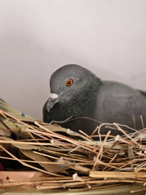 The nest is inside your home — a wall void, attic, or crawlspace. Never seal a wall nest; trapped workers chew toward the light, which can mean into y