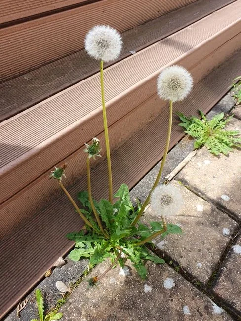 dandelion weeds growing up through cracks in a concrete driveway on a sunny day