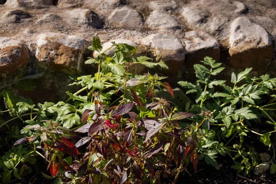 garden bed covered with a thick layer of coarse wood chip mulch around healthy shrubs