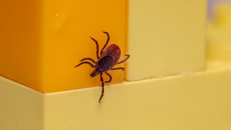 Tick Bites and Lyme Disease: The Warning Signs and When to See a Doctor