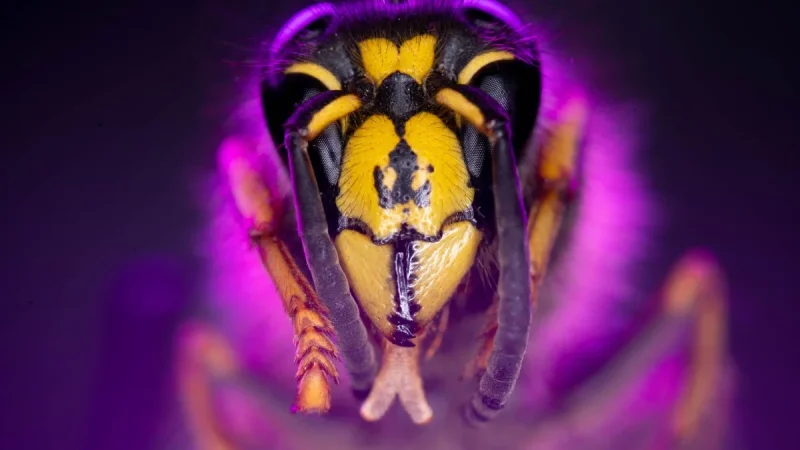 Wasp, Hornet, or Bee? How to Tell Them Apart (and Why Bees Get a Pass)