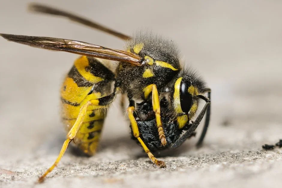 Yellowjackets flying in and out of a small gap in the exterior vinyl siding of a house wall