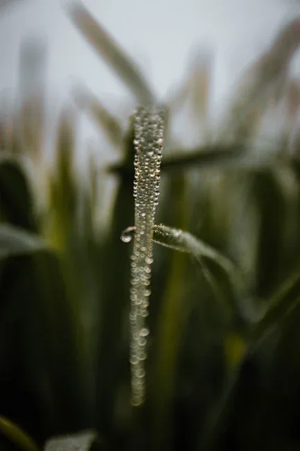 WHAT: A passive dew collector — the sheet-over-a-pit style rig — is the fairest test case, because it just harvests moisture the night sky hands it. R
