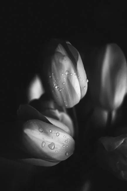 WHY dew forms at night: After dark, a surface facing a clear sky radiates heat upward and cools below the surrounding air. When it drops below the "de