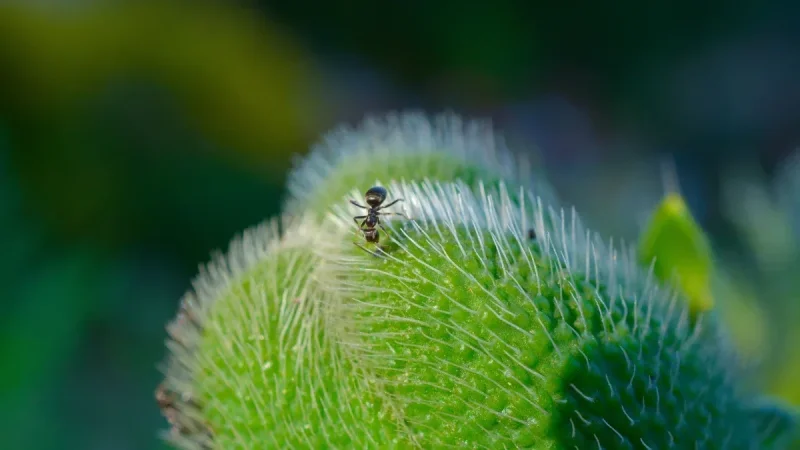 Why Ants Keep Coming Back (and Why Baiting Beats Spraying)