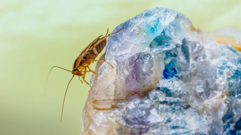 Why You Suddenly Have Roaches (Even in a Clean Home)