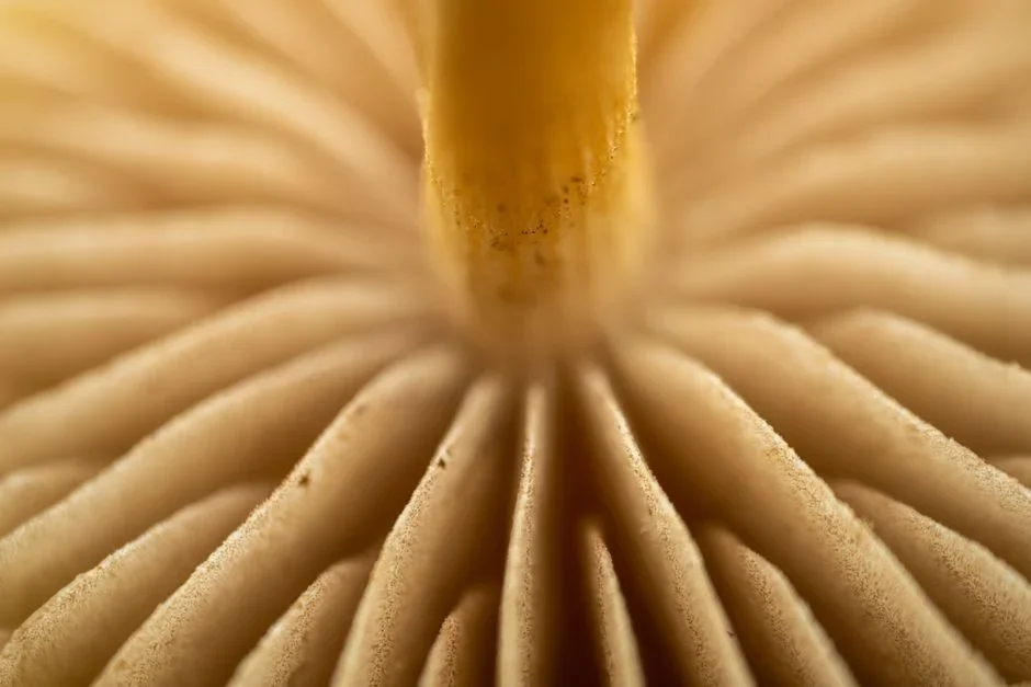 Close-up of the underside of a toilet bowl rim showing small rinse jet holes clogged with white hard-water limescale