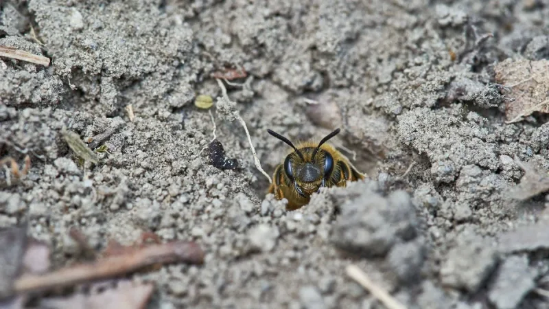 Yellowjackets in the Ground: Why the Nest You Cannot See Is the Riskiest