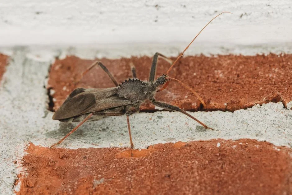 Dense cluster of boxelder bugs crawling on sunlit light gray vinyl siding beside a white window frame on an autumn afternoon