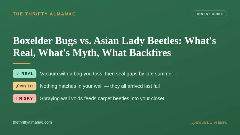 Boxelder Bugs vs. Asian Lady Beetles: What's Real, What's Myth, What Backfires
