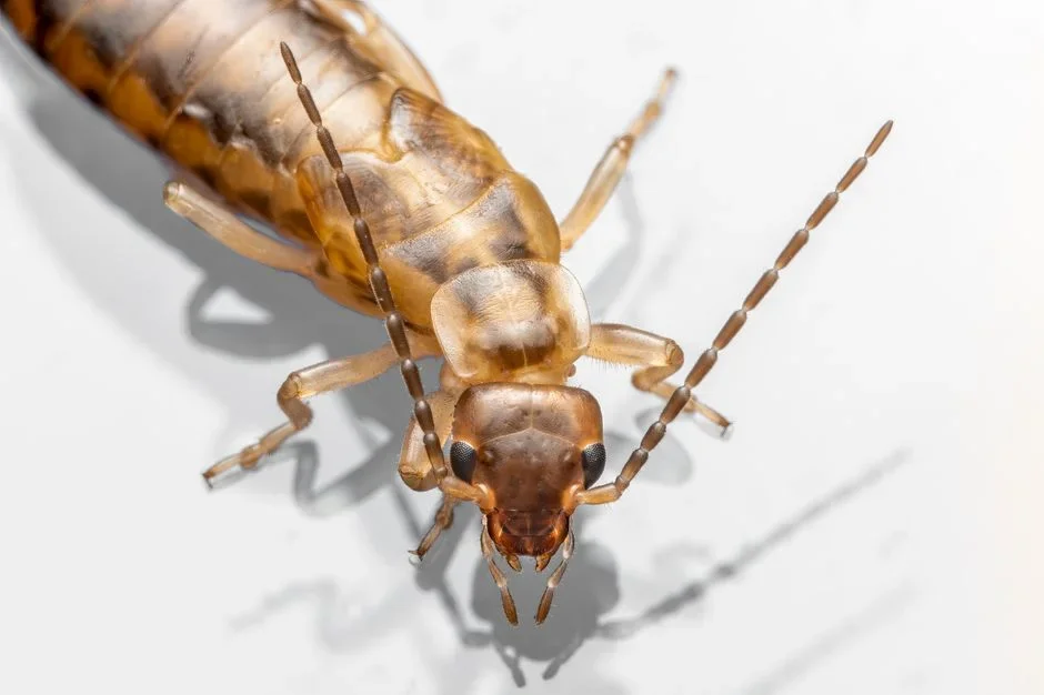 Extreme close-up of an adult European earwig on a green leaf, showing its dark reddish-brown body and curved rear pincers
