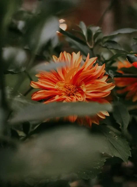 Dahlia and lettuce leaves riddled with numerous small ragged irregular chewed holes, morning garden light