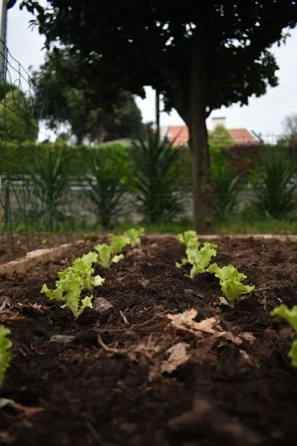 Rolled damp newspaper tube lying on garden soil between lettuce plants at dusk as an earwig trap