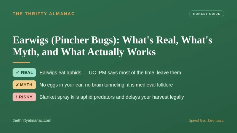 Earwigs (Pincher Bugs): What's Real, What's Myth, and What Actually Works